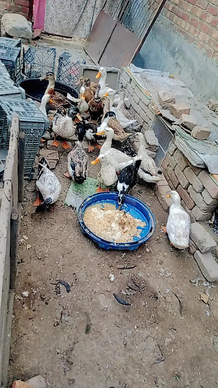 Ducks are available 1500Rs per piece — photo 2