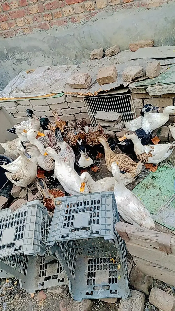 Ducks are available 1500Rs per piece — photo 5