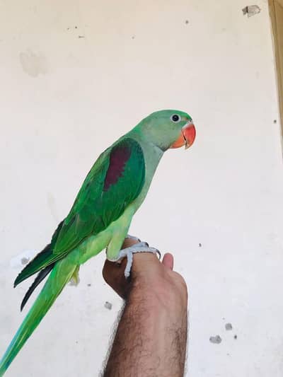 raw parrot self pathy