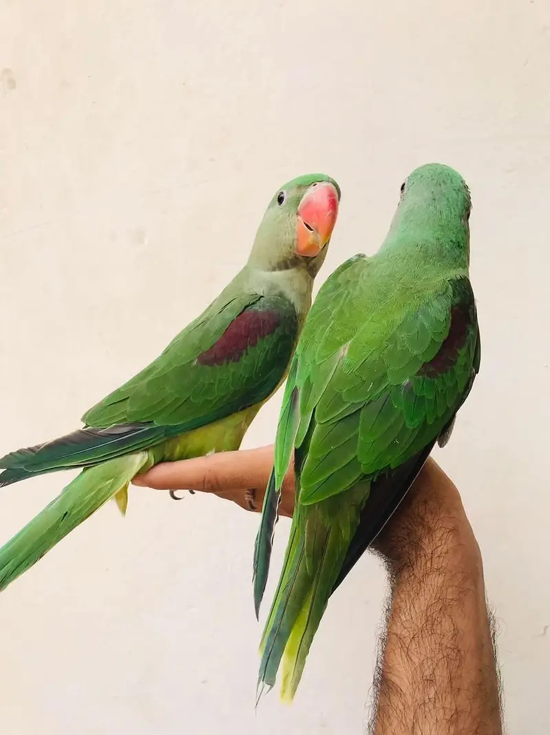 raw parrot self pathy — photo 2