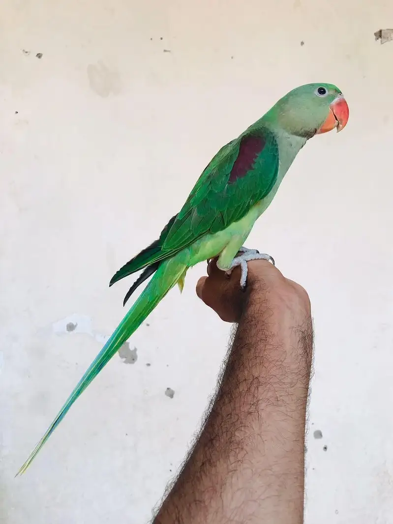 raw parrot self pathy — photo 3