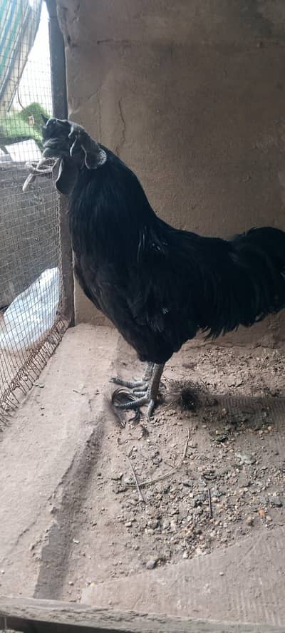 a+ quality ayyam camani pair for sale / exchange posible