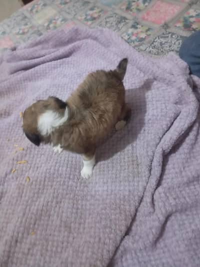King Alabai male pure breed dog 2 months