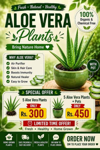 Fresh Organic Aloe Vera Plants for Sale (Single & Bundle Packs)