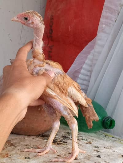 All set up 8 chicks with mother