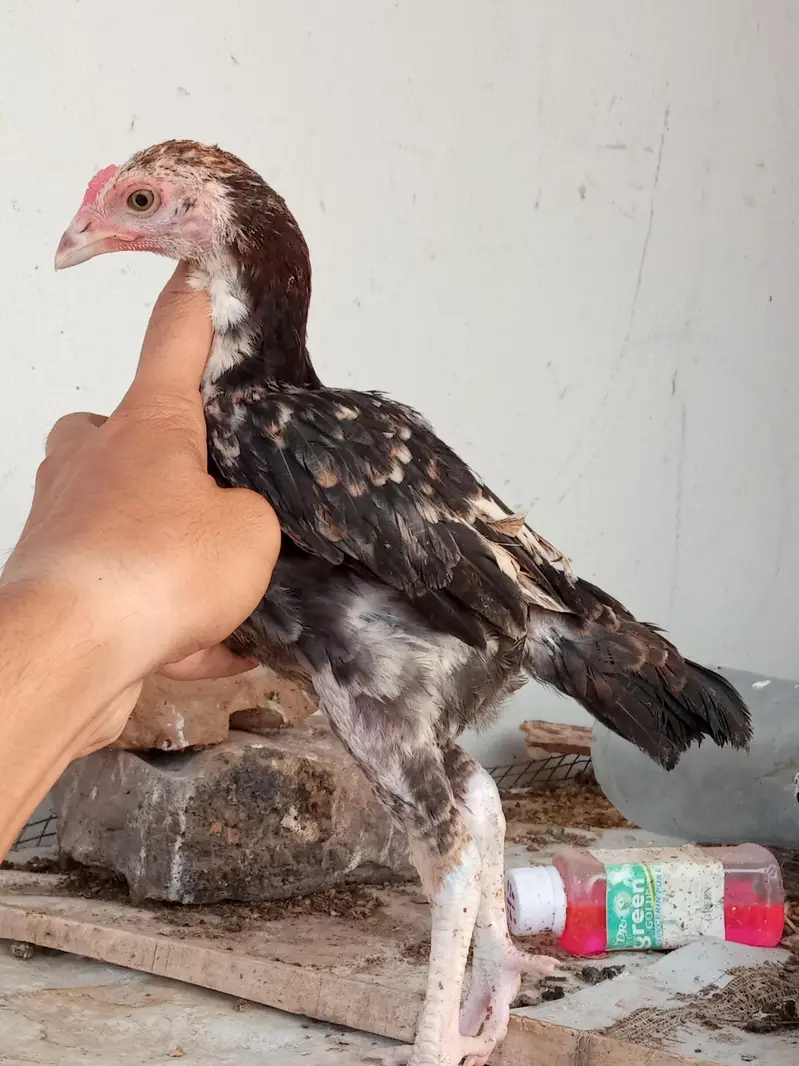All set up 8 chicks with mother — photo 3