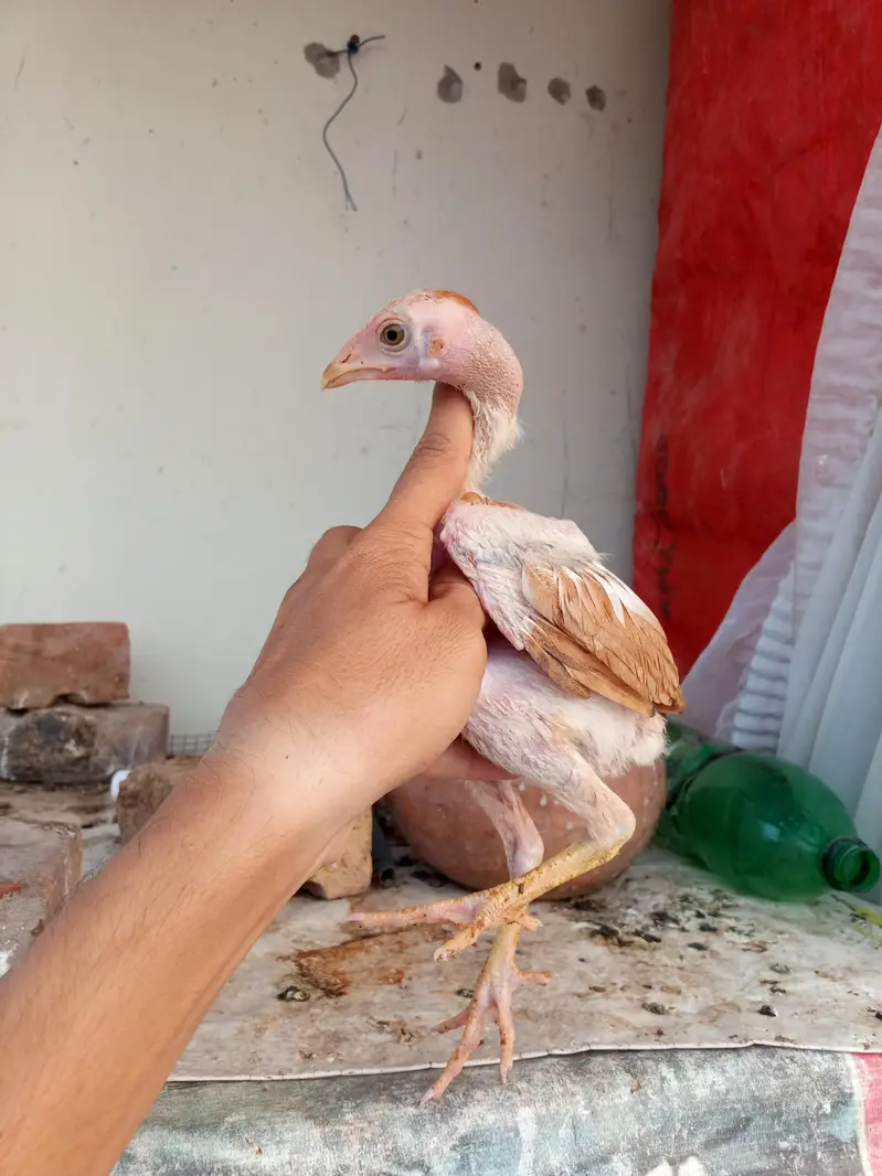 All set up 8 chicks with mother — photo 5