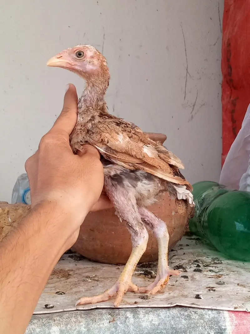 All set up 8 chicks with mother — photo 7