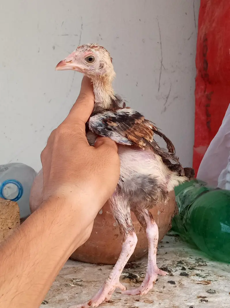 All set up 8 chicks with mother — photo 8