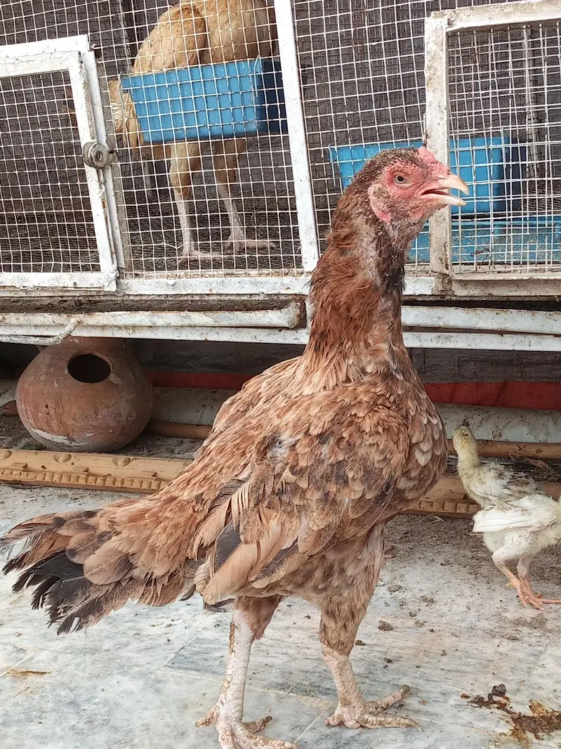 All set up 8 chicks with mother — photo 9