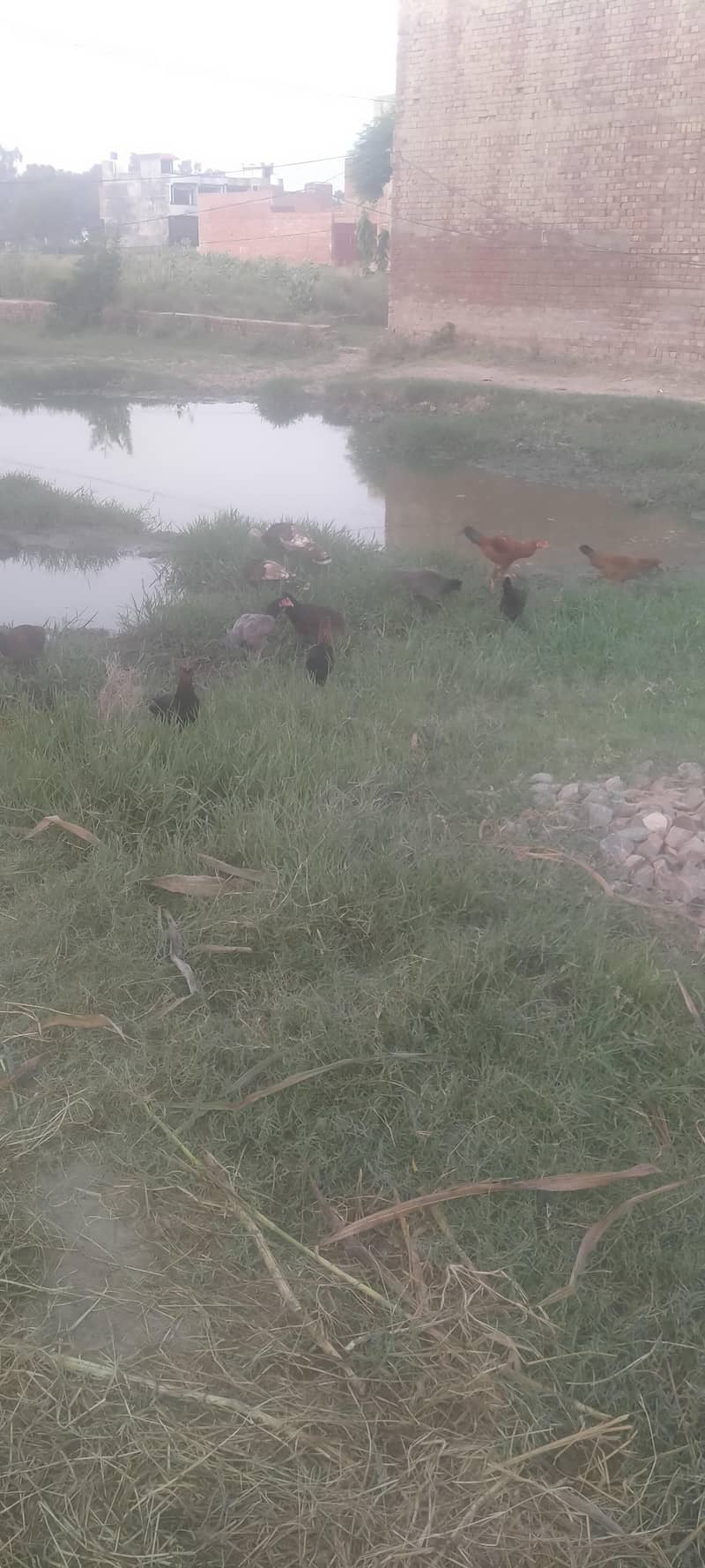 Hen egg vale 0
