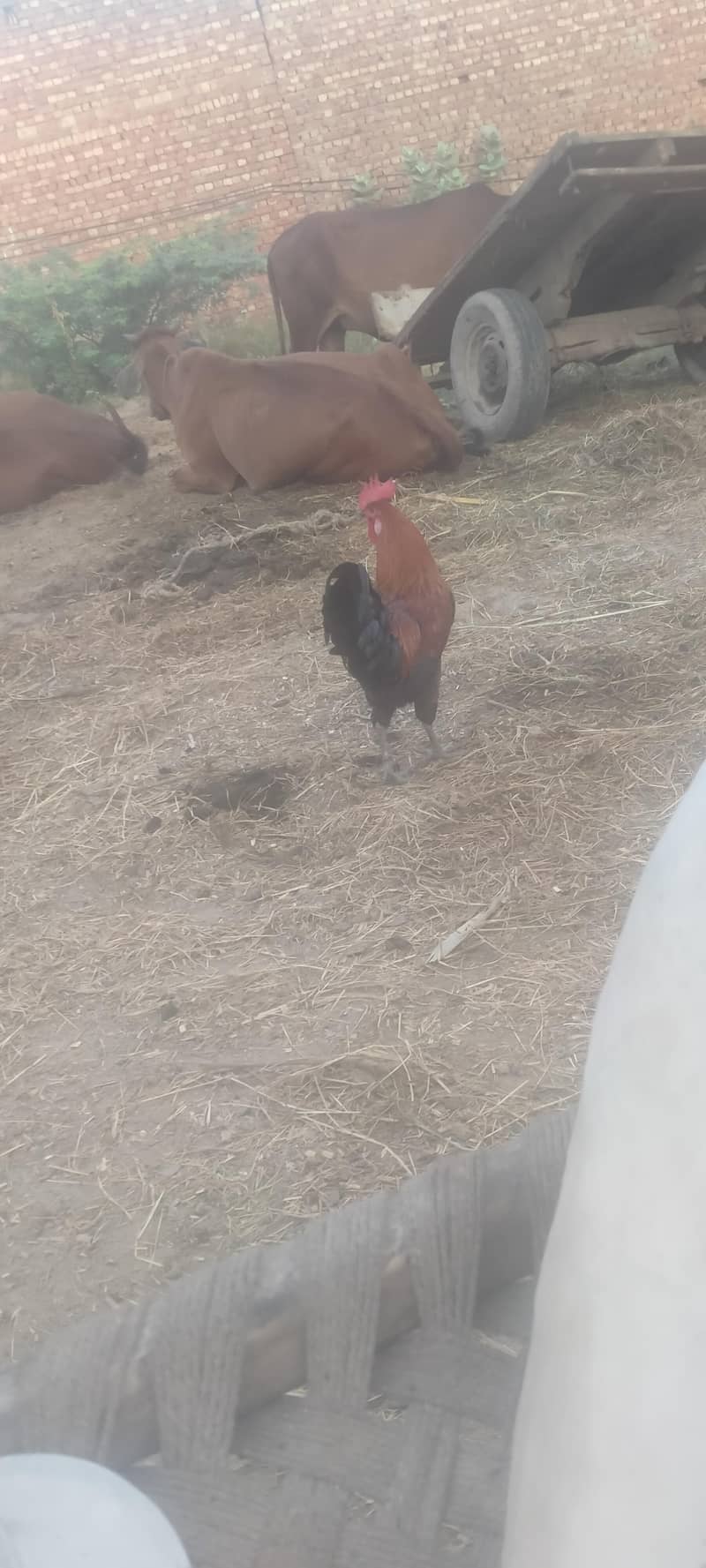 Hen egg vale 1