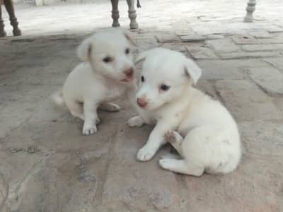 Russian puppies