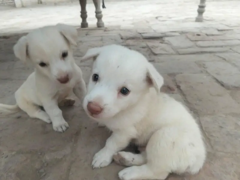 Russian puppies — photo 2
