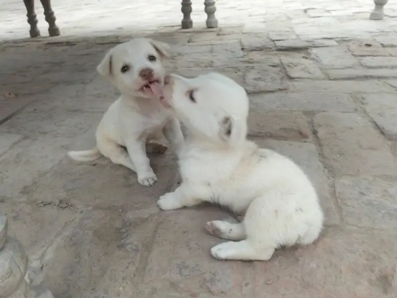 Russian puppies — photo 3