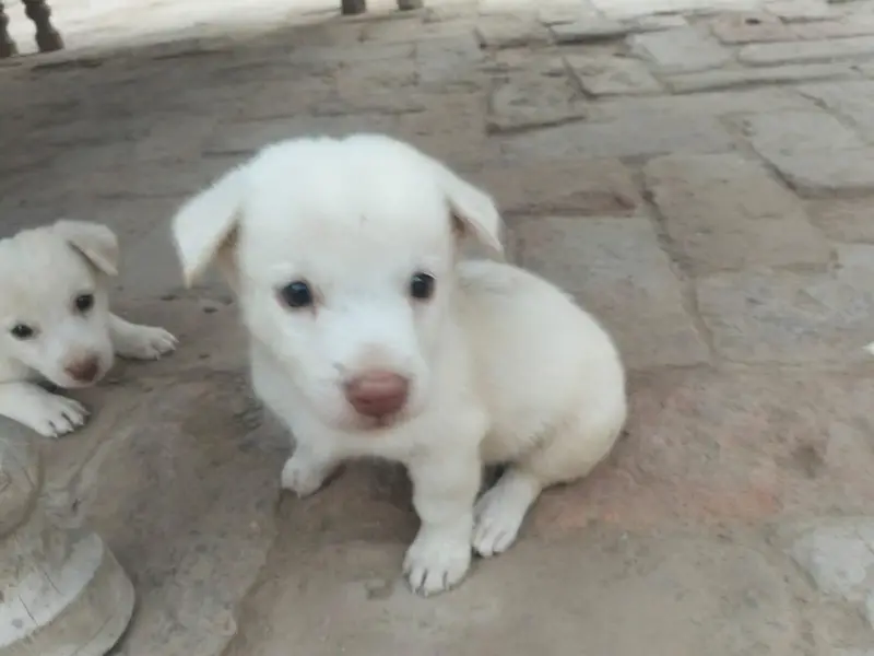 Russian puppies — photo 4