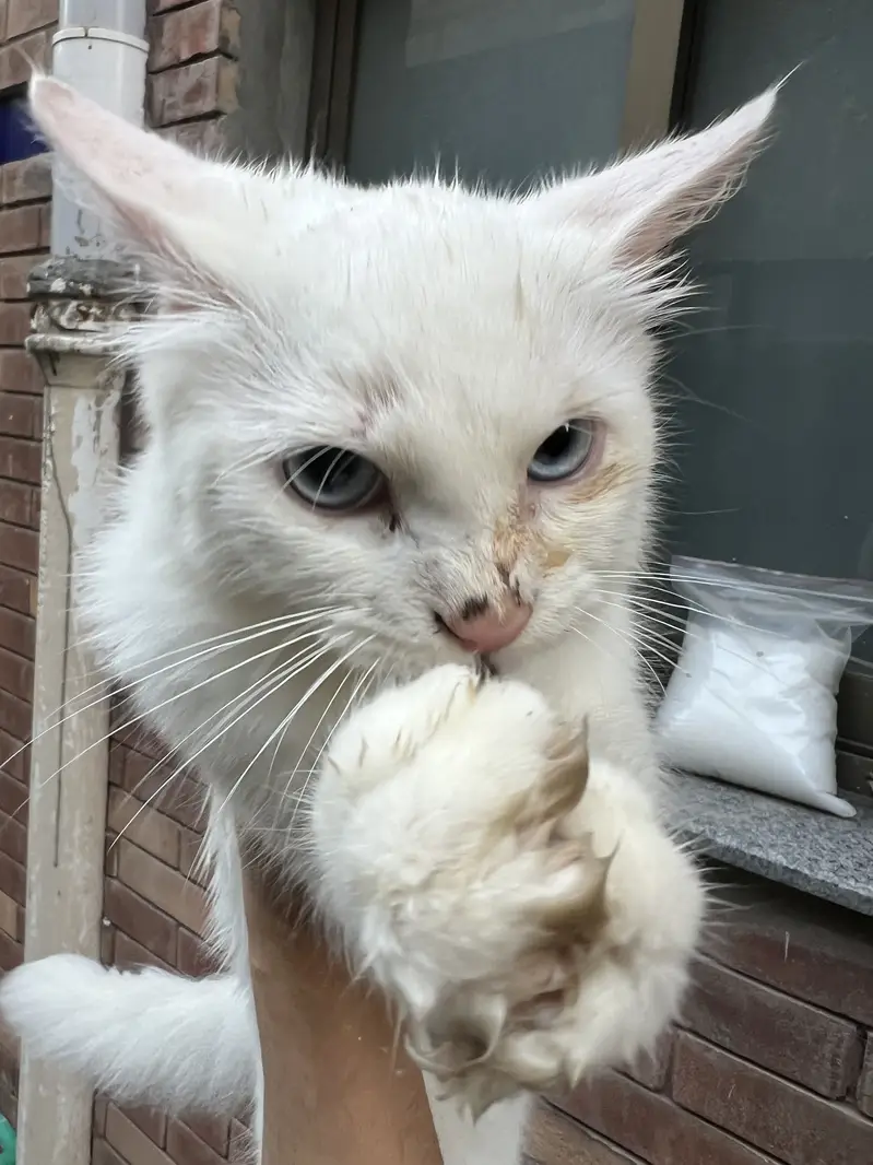 White blue eyed cat for sale — photo 2