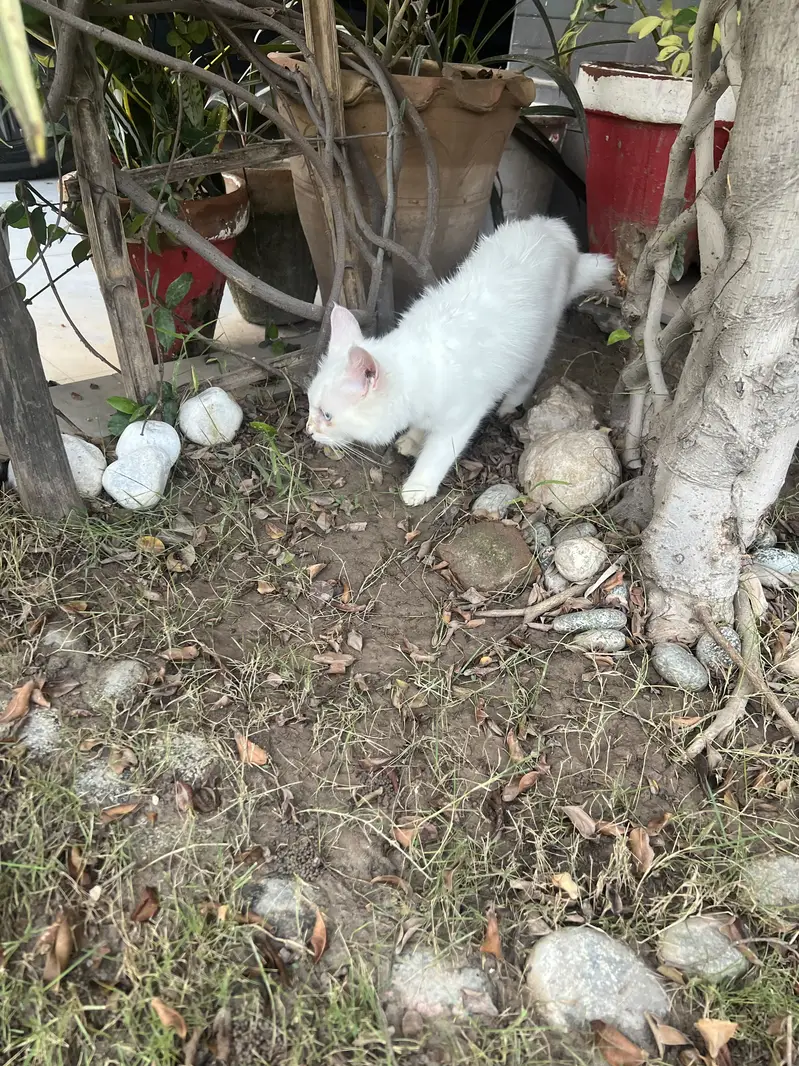 White blue eyed cat for sale — photo 3