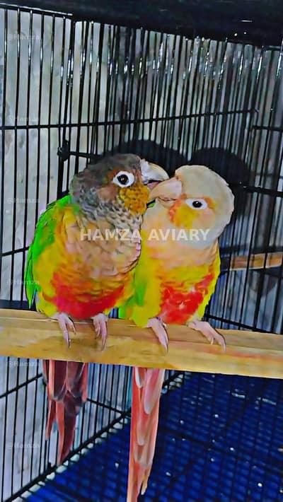 conure breader pair for sale