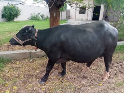 Very Beautiful fresh Buffelow (Jhoti)  near to delivery  for sale