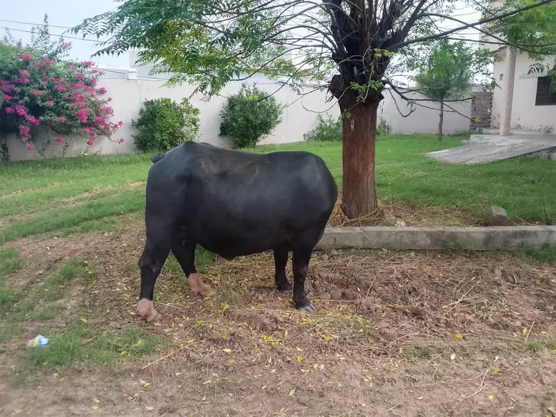 Very Beautiful fresh Buffelow (Jhoti)  near to delivery  for sale — photo 2