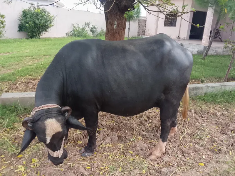 Very Beautiful fresh Buffelow (Jhoti)  near to delivery  for sale — photo 3
