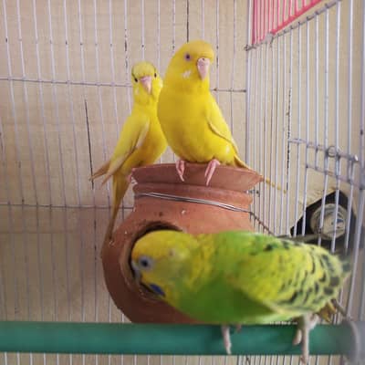 Australian pair