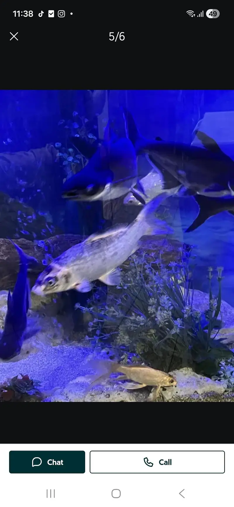 Fish aquarium with fishes — photo 2