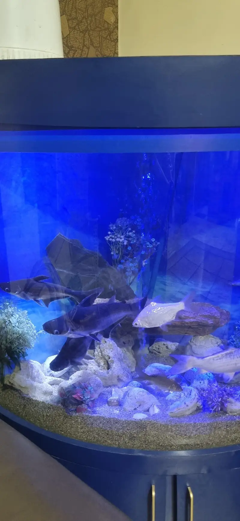 Fish aquarium with fishes — photo 4