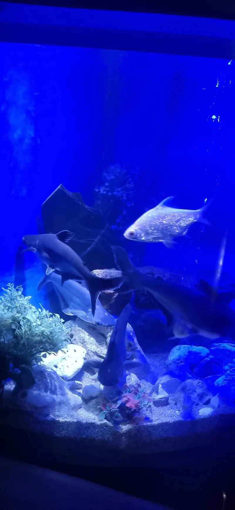 Fish aquarium with fishes — photo 5