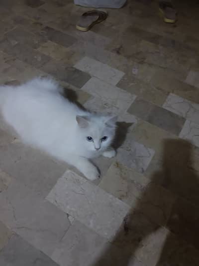 Cat  Female looking for male