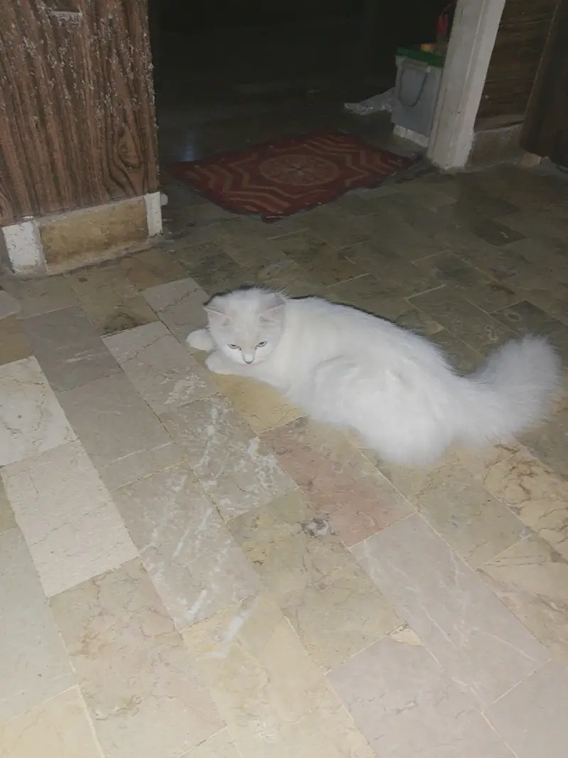 Cat  Female looking for male — photo 2