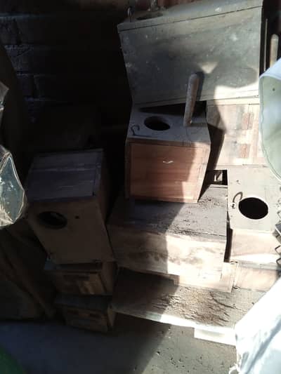 birds breed box