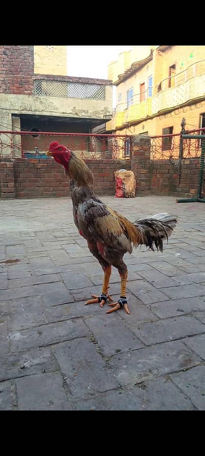 Thai+Pakistani 03154181910