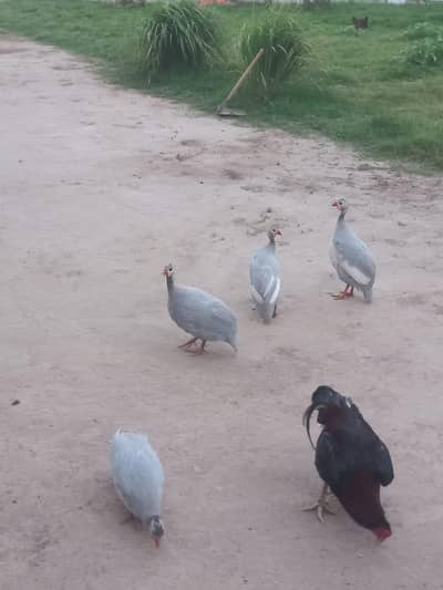 Guinea fowl