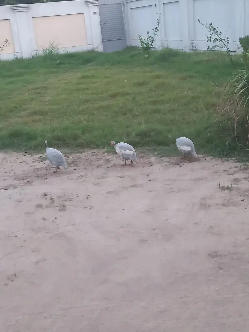 Guinea fowl — photo 3