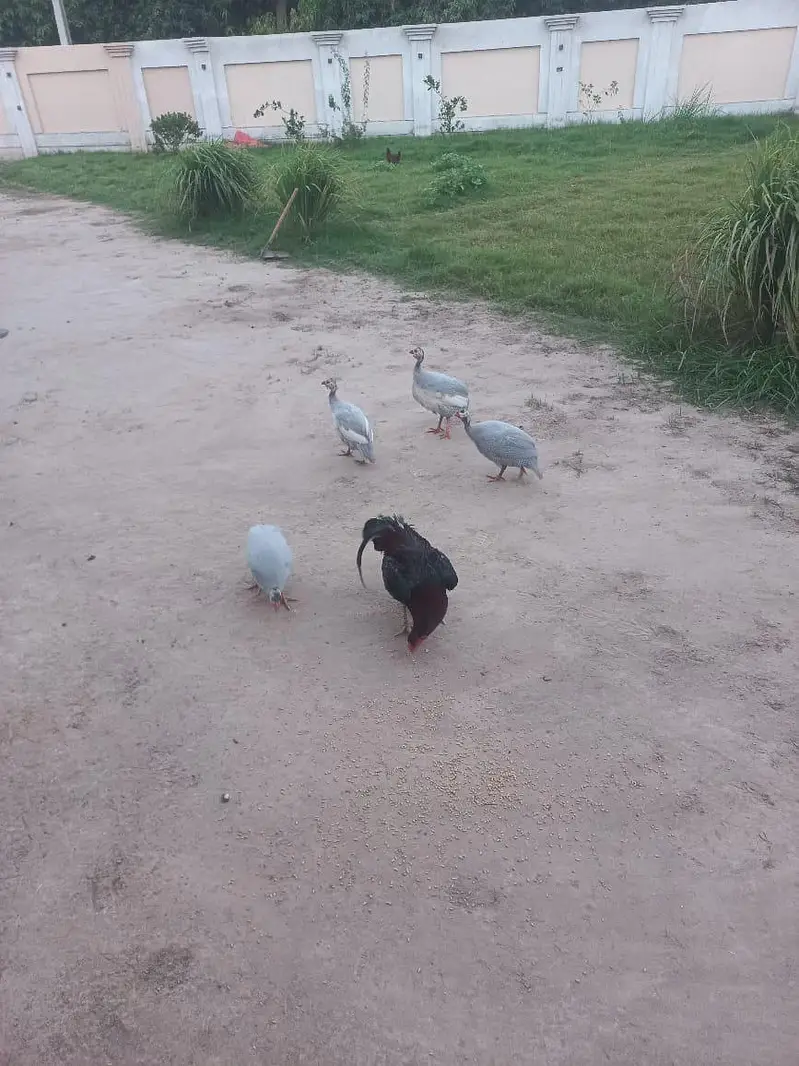 Guinea fowl — photo 4