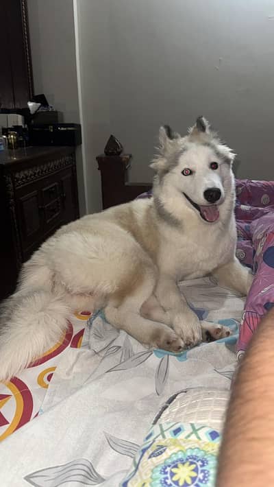Siberian Husky – 6 Months Old | Vaccinated | Pet Passport