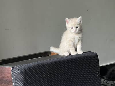 Persian kittens triple and double coated