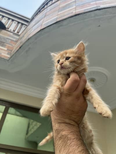 Persian kittens triple and double coated