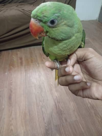 Pahari parrot