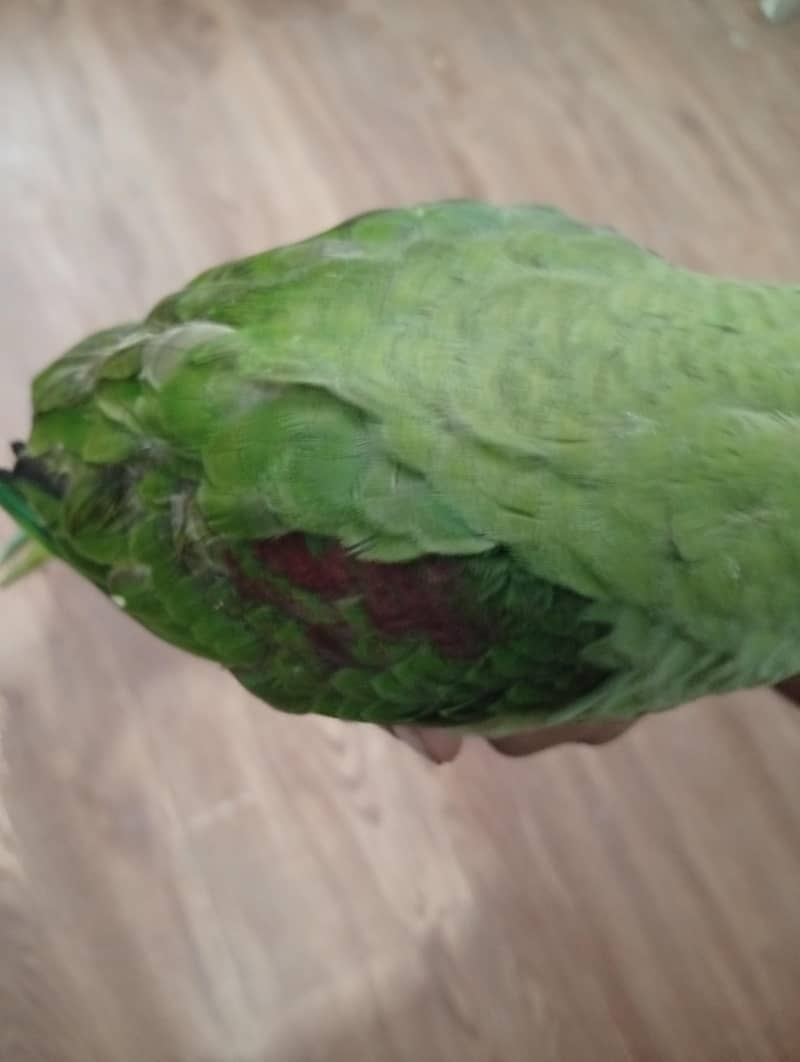 Raw parrot 1