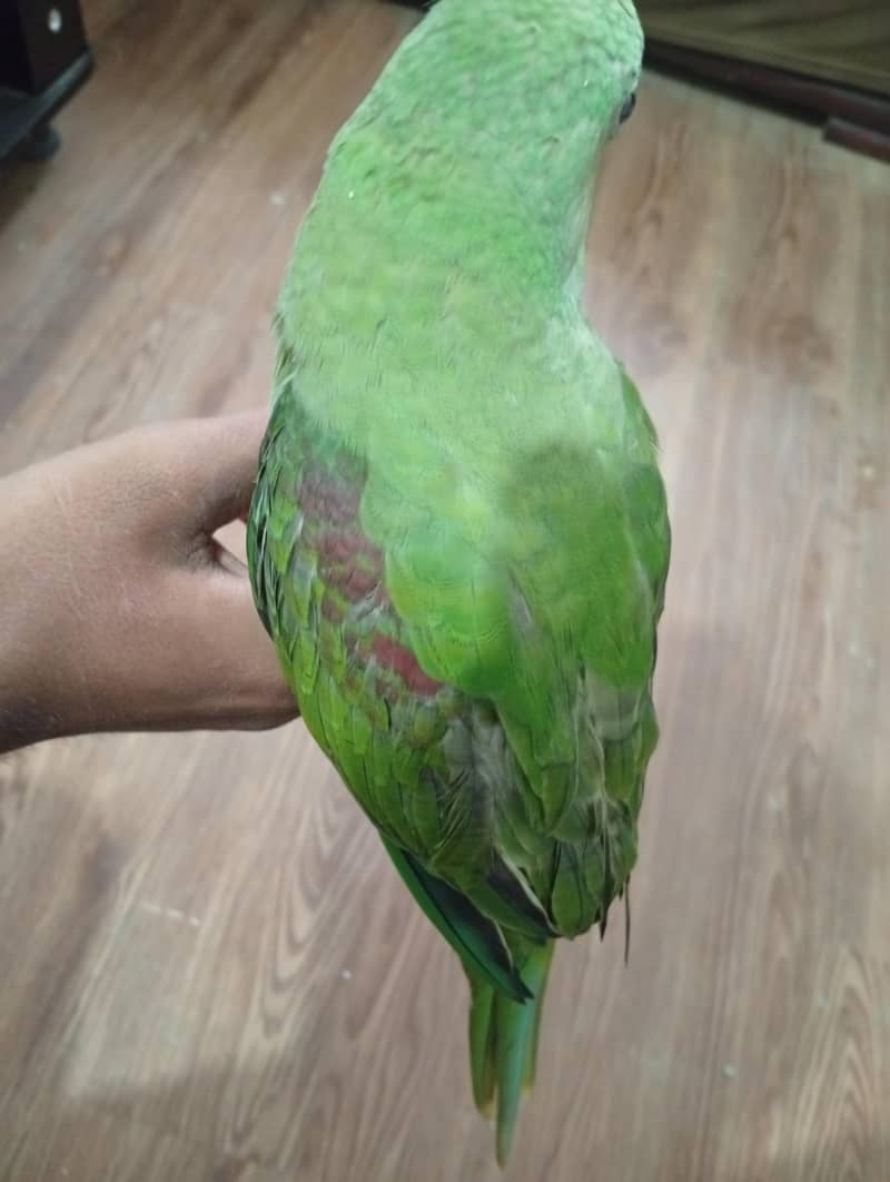 Raw parrot 2
