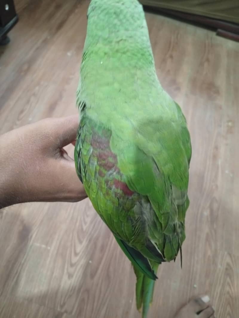Raw parrot 3