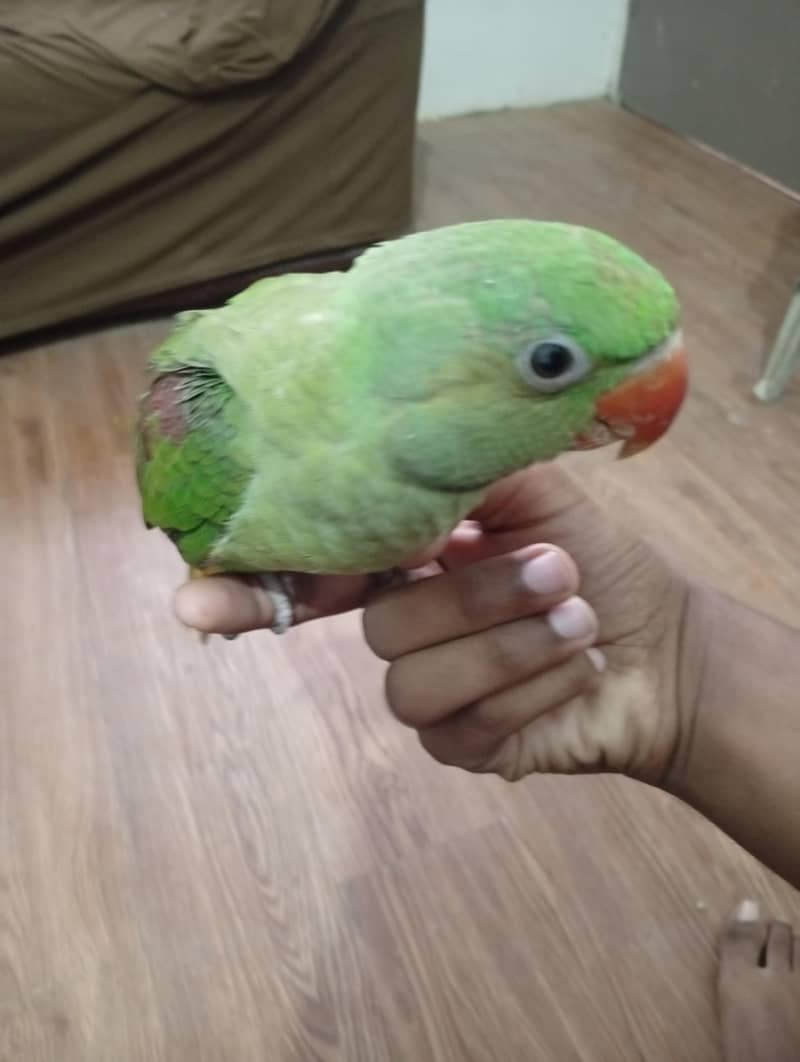 Raw parrot 4