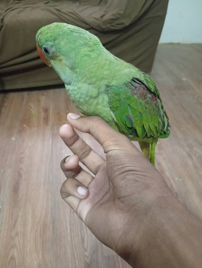 Raw parrot 5