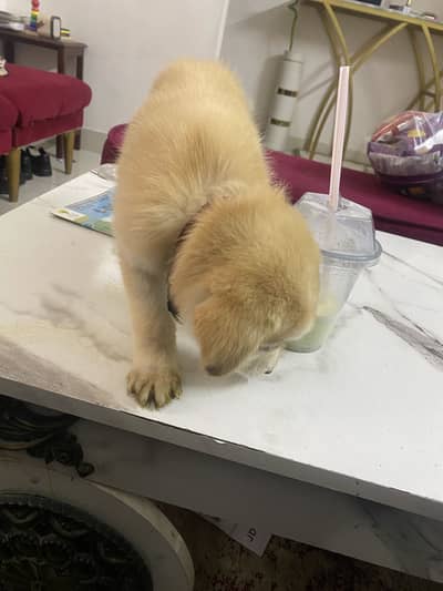Puppy playfull golden retriever