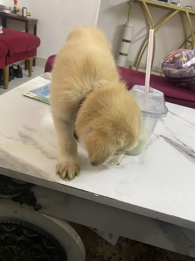 Puppy playfull golden retriever