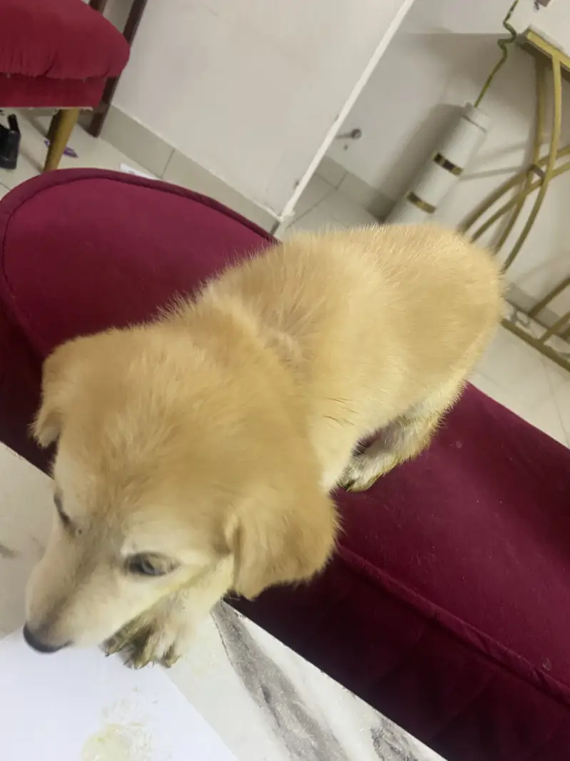 Puppy playfull golden retriever — photo 2
