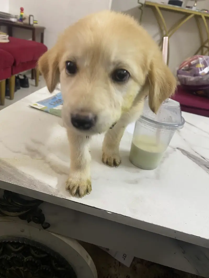 Puppy playfull golden retriever — photo 3